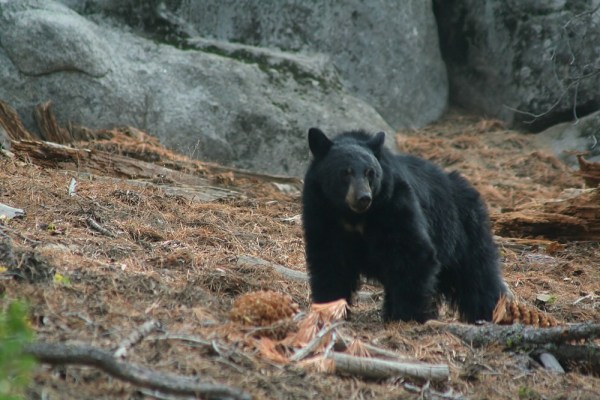 American Black Bear