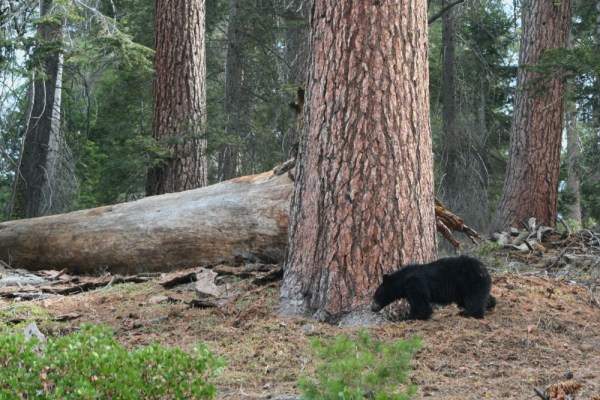 foraging in the woods