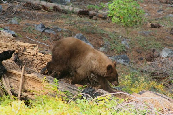 a brown Black Bear