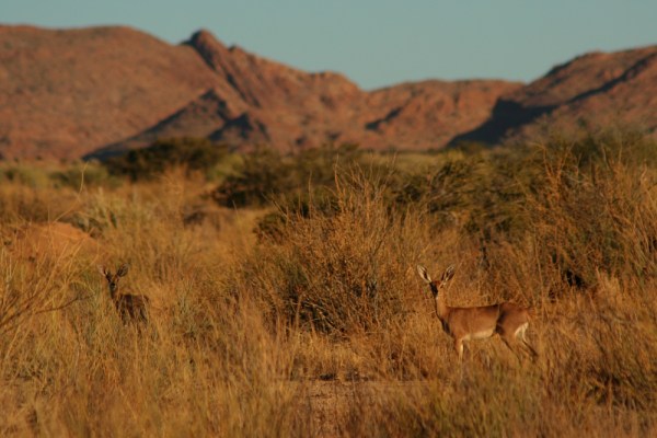 A pair of steenbokkies