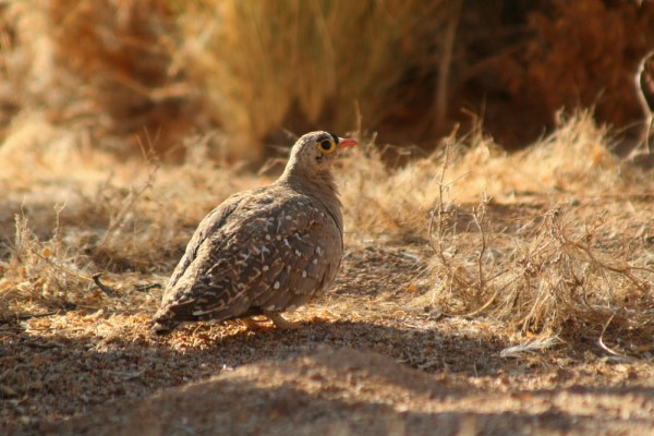 male Double-banded Sandgrouse