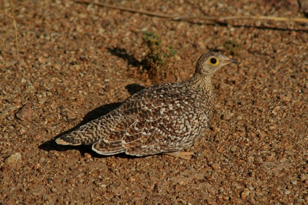 female Double-banded Sandgrouse