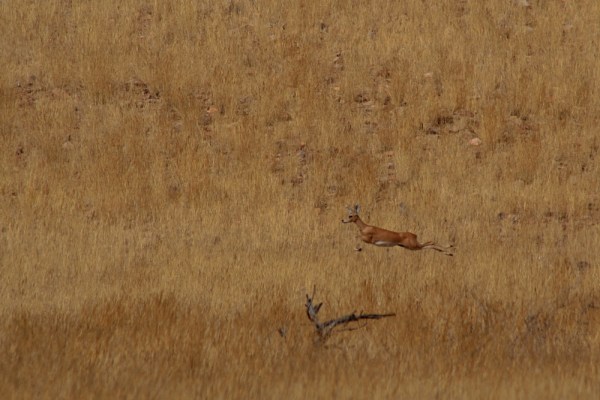 Steenbok on the run