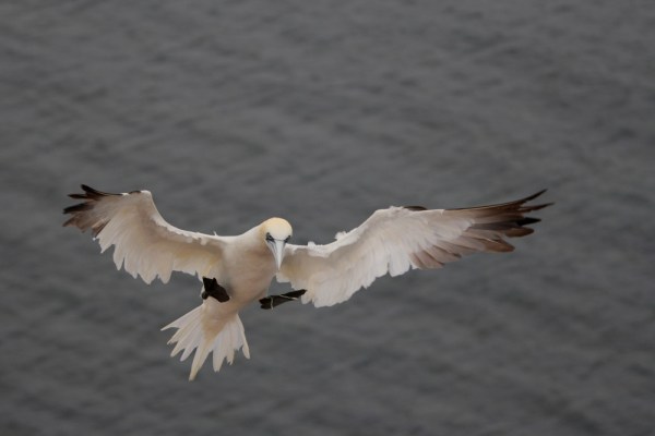 Northern Gannet