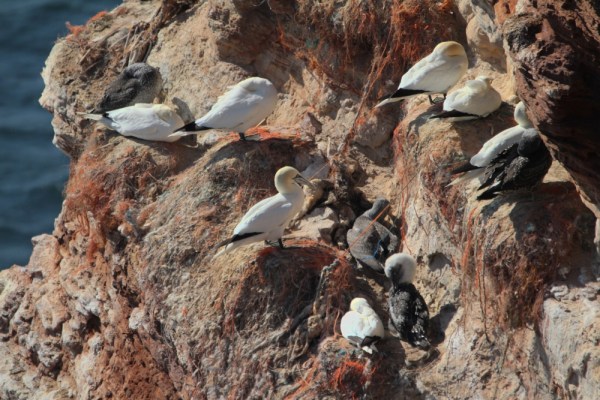 breeding at the cliff