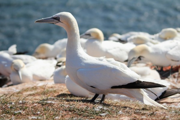 Northern Gannet