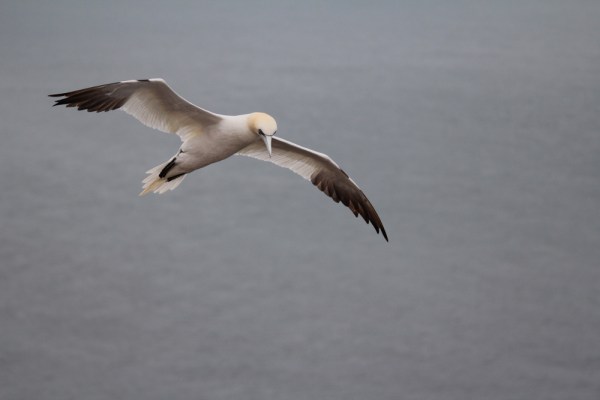 flying across the ocean