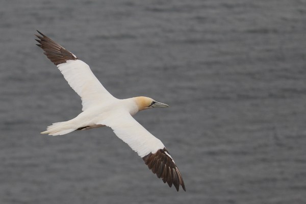 adult Northern Gannet