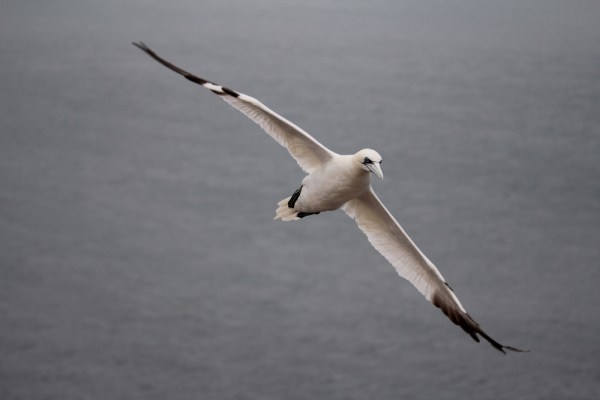 flying with the winds