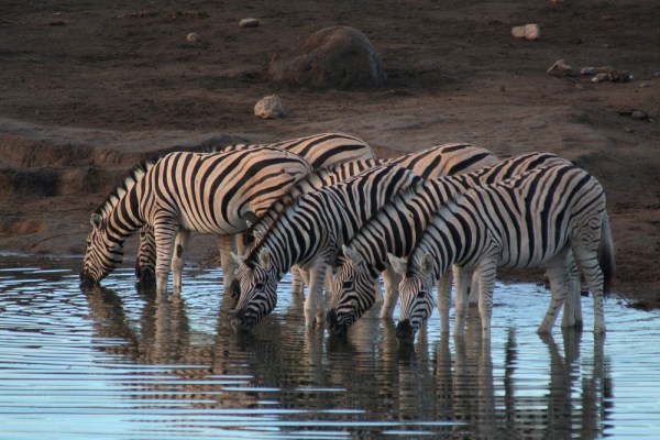the zebras depend on water