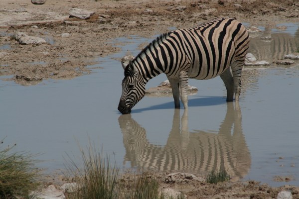 Burchell's Zebra