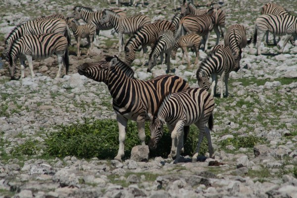 a stallion and his bride?