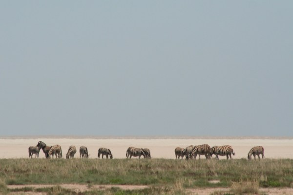 zebras in front of the Etosha Pan