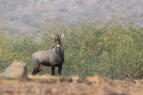 male Nilgai in Kachchh