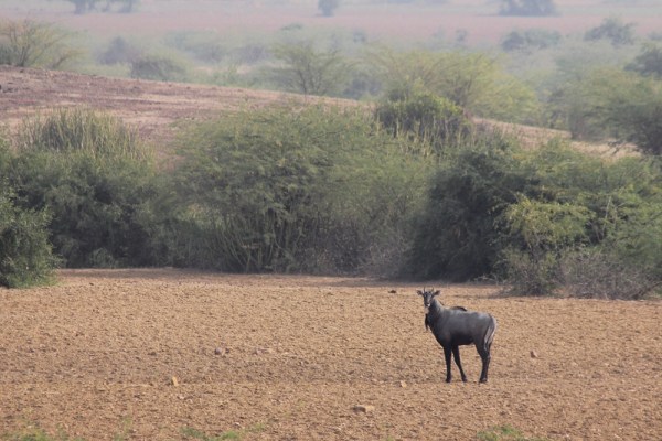 male Nilgai crossing a field