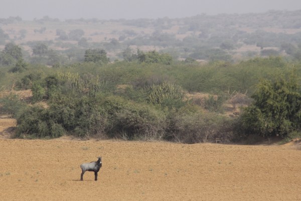 Nilgai in the landscape of Kachchh