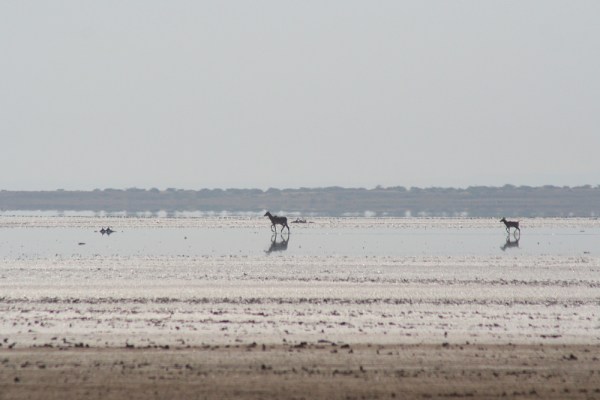 amidst the Great Rann of Kachchh