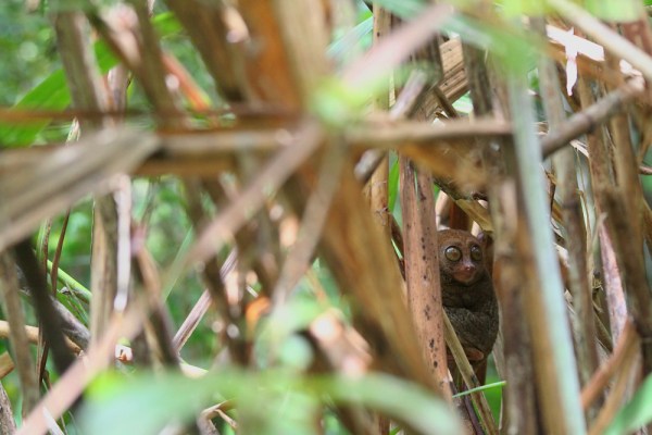 Philippine Tarsier in the jungle
