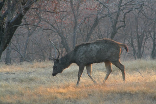 Sambar Deer in the morning