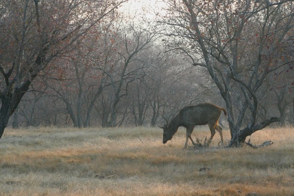 Sambar Deer