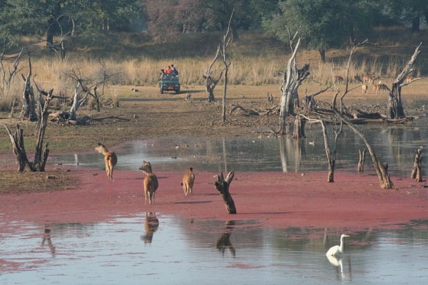 Sambar Deers like water