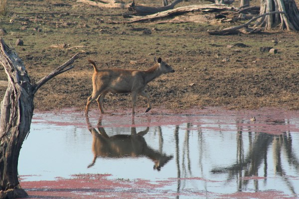 female Sambar Deer
