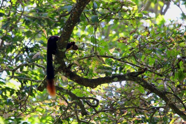 Indian Giant Squirrel Indian Giant Squirrel
