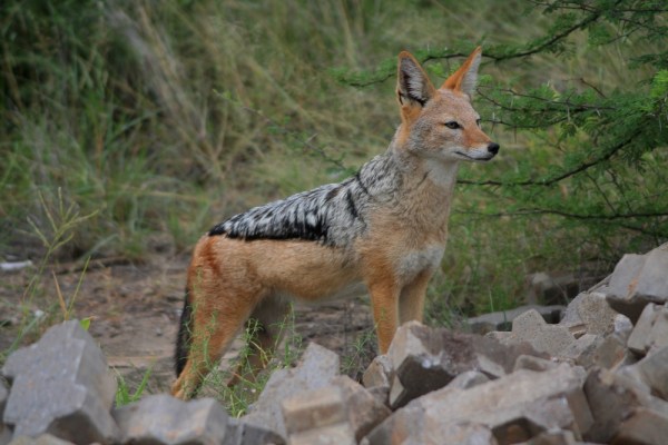 Black-backed Jackal