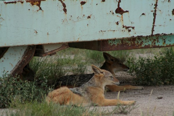 chilling in the shade