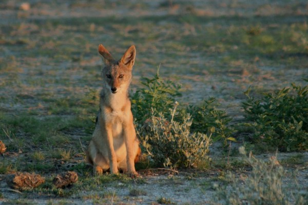 in the morning light