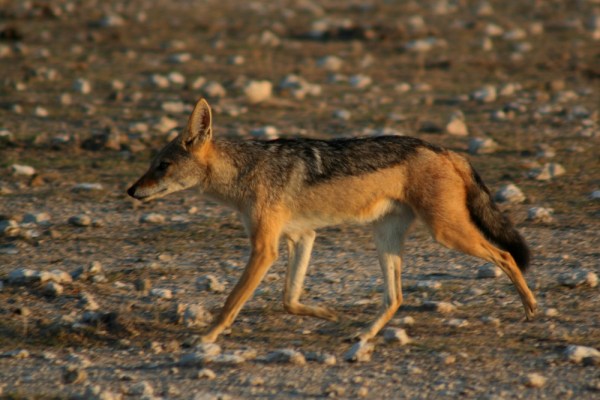 Black-backed Jackal