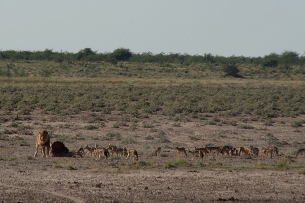 greedy jackals wait for lion kill