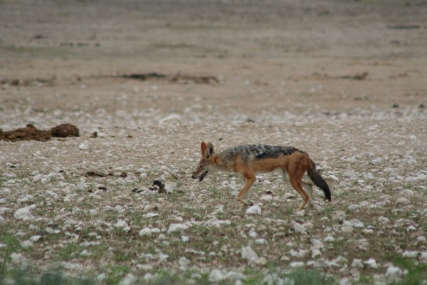 Black-backed Jackal