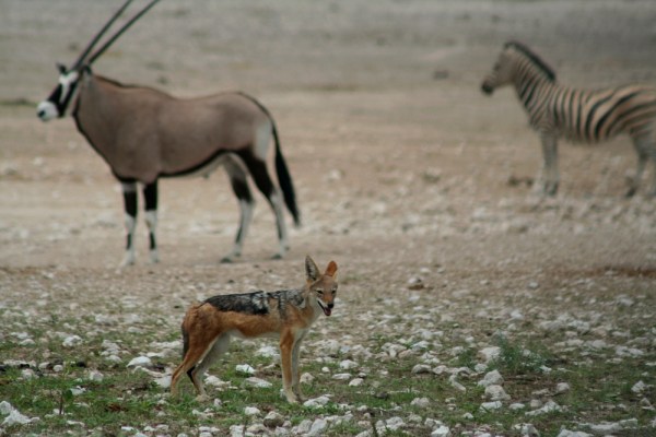 Black-backed Jackal