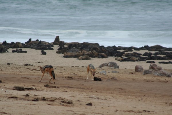 jackals at Cape Cross