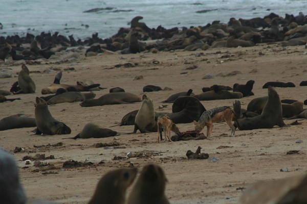 jackals at Cape Cross