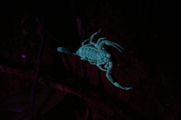 scorpion under ultraviolet light