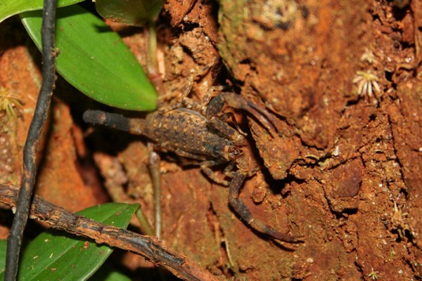 the same scorpion photographed using a normal flash