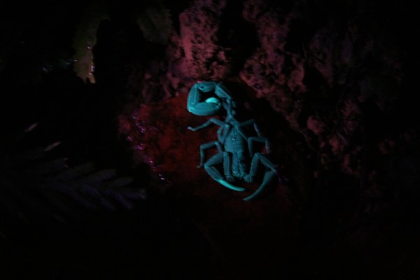 scorpion under ultraviolet light