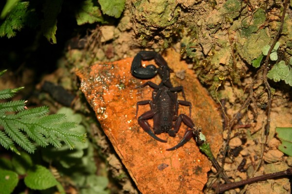 another scorpion in the rainforest