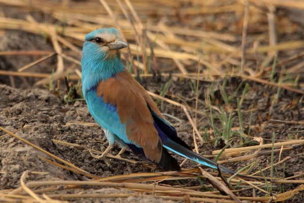 Abyssinian Roller