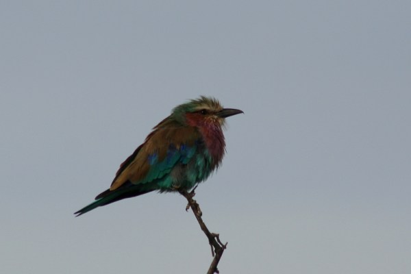 Lilac-breasted Roller Lilac-breasted Roller