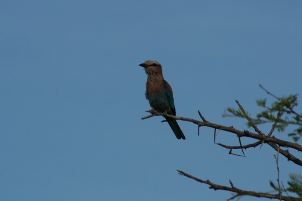 ...waiting for prey ...waiting for prey