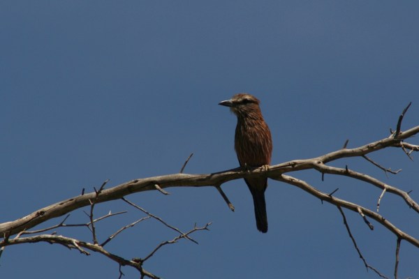 Purple Roller