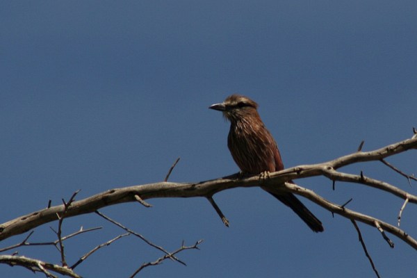 Purple Roller