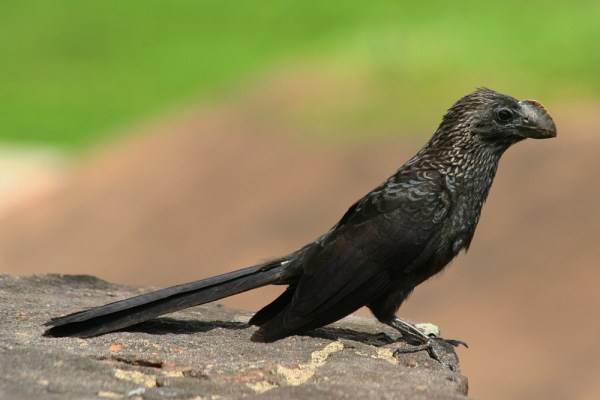 Smooth-billed Ani Smooth-billed Ani