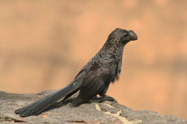 Smooth-billed Ani Smooth-billed Ani