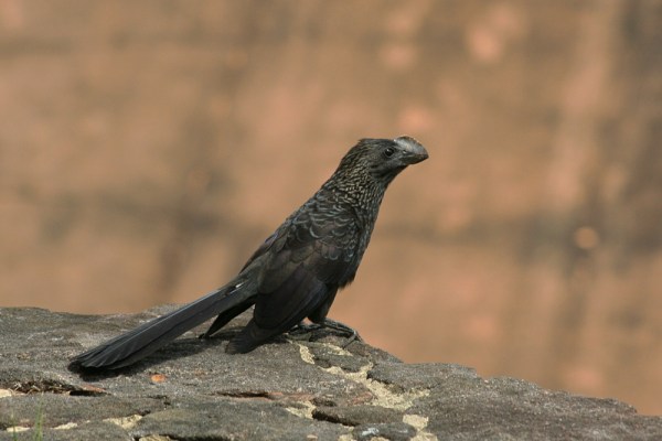 Smooth-billed Ani Smooth-billed Ani