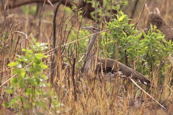female Denham's Bustard