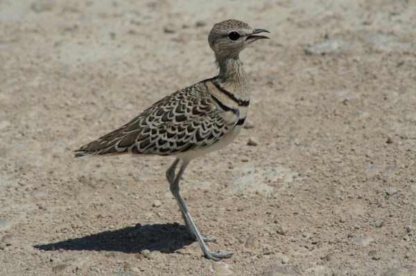 Double-banded Courser